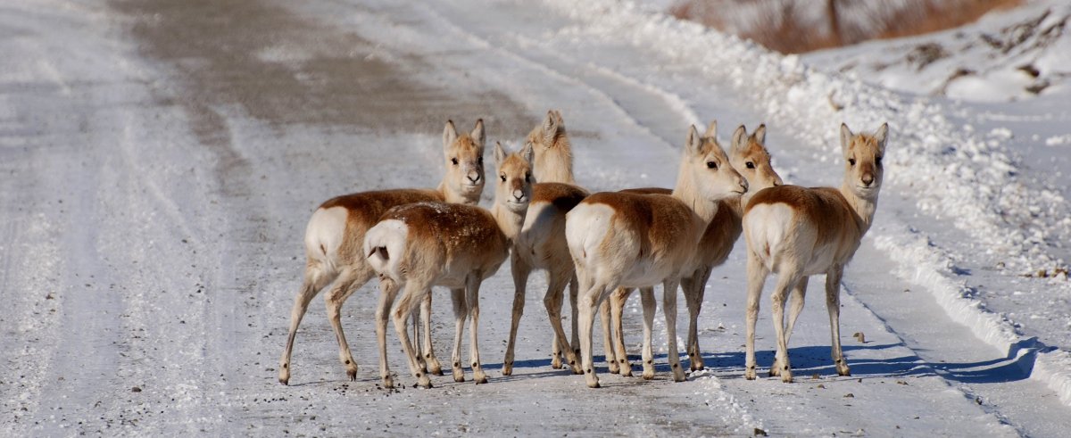 Дзерен Пржевальского Забайкалье