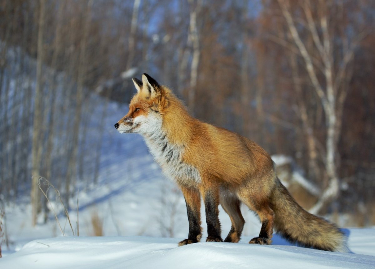 Фауна Забайкальского национального парка