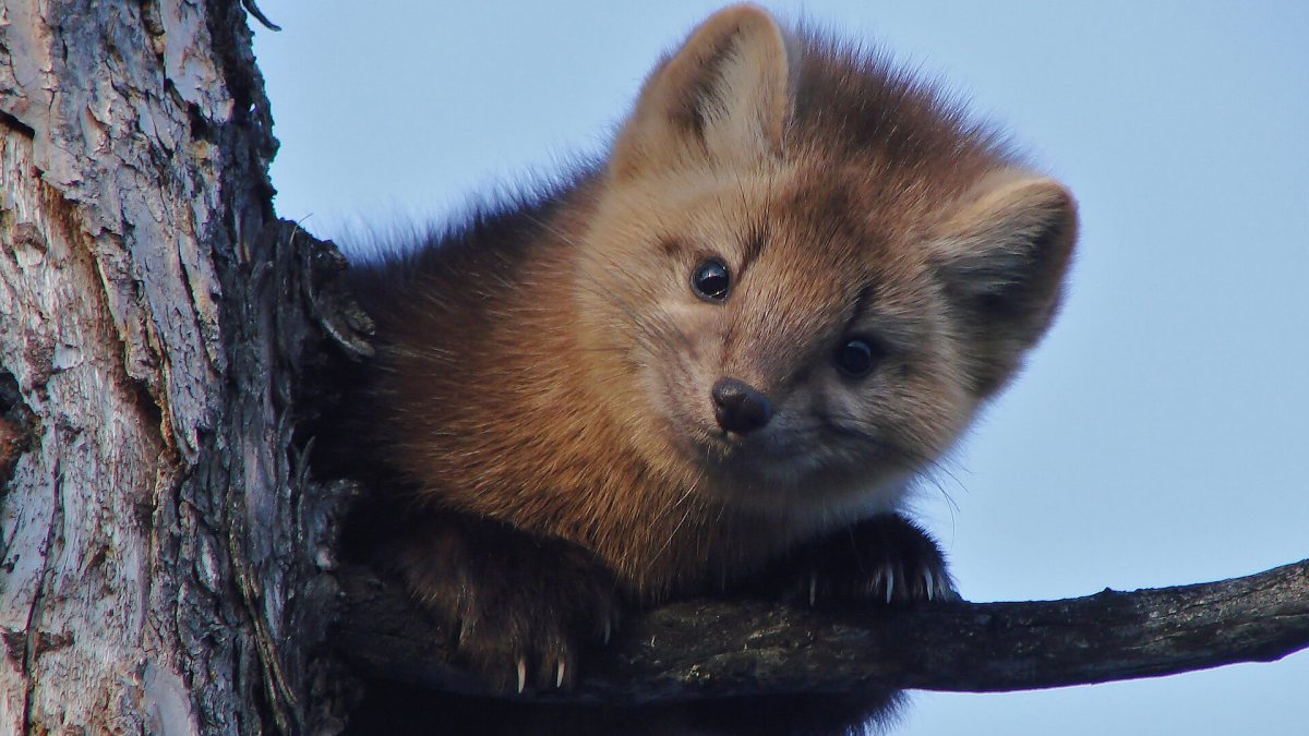 Баргузинский Соболь