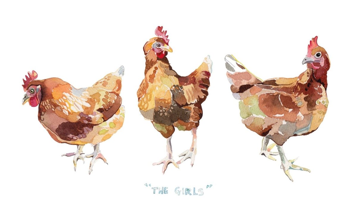 Венский короткоклювый Турман