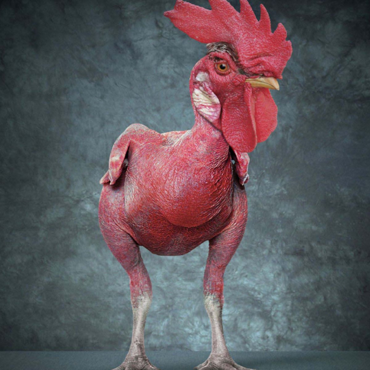 Смешной петух