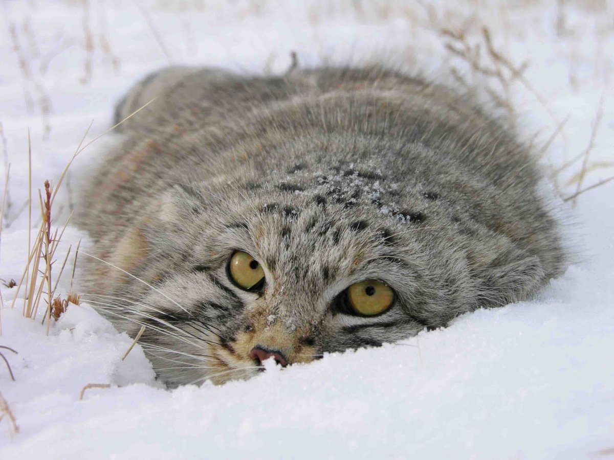 Снежный кот Манул