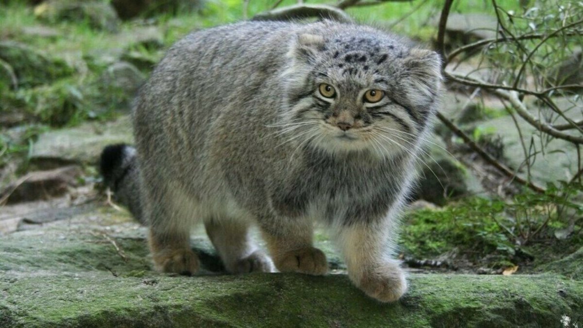 Тибетский Манул