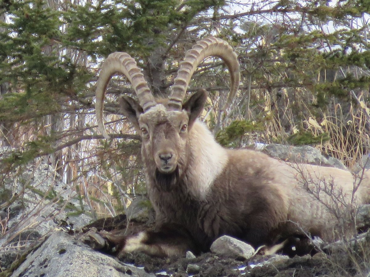 Сибирский горный козел ареал