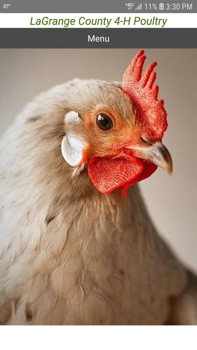 Общипанный петух