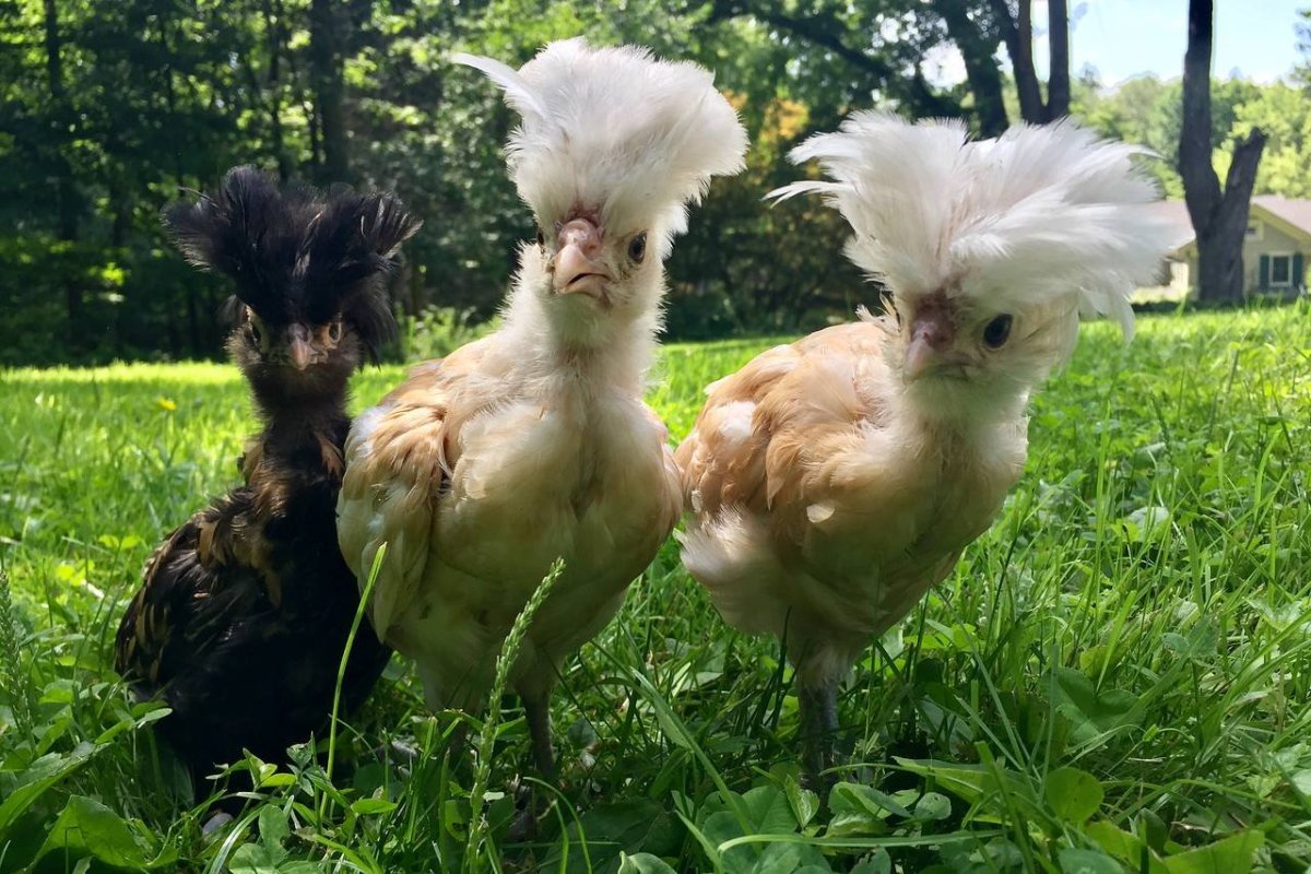 Уродливые птицы