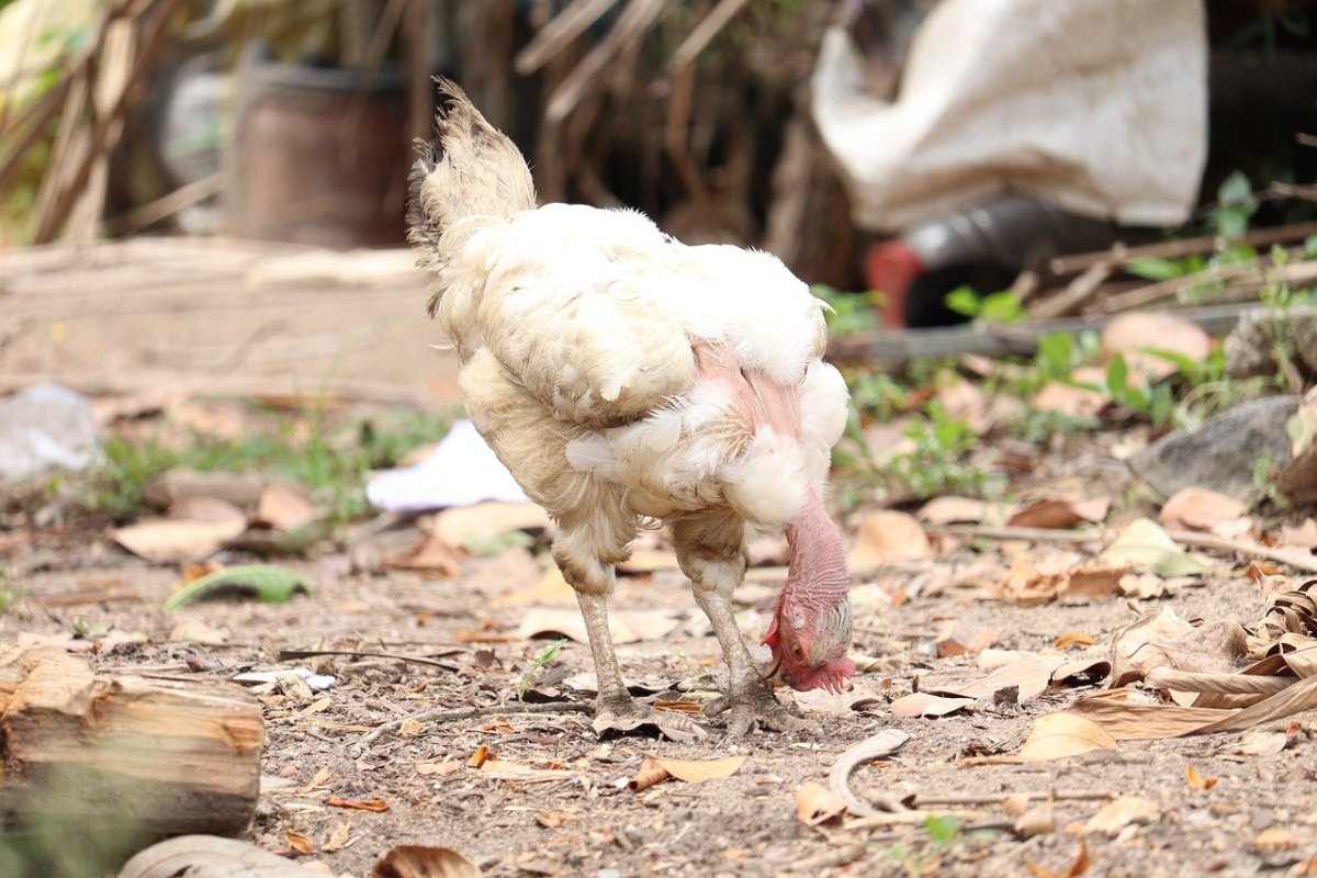 Сова сипуха без перьев