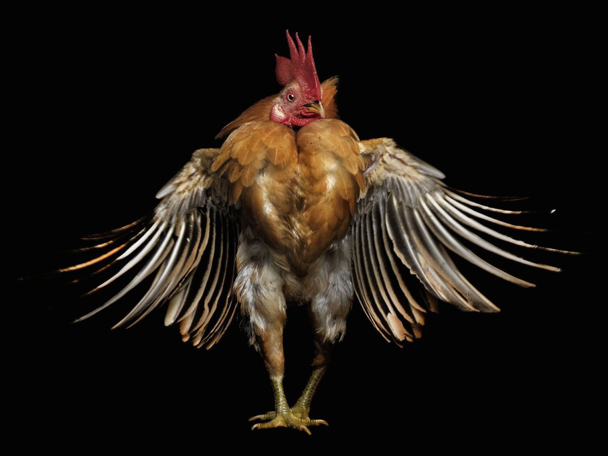 Йокогамский петух Феникс