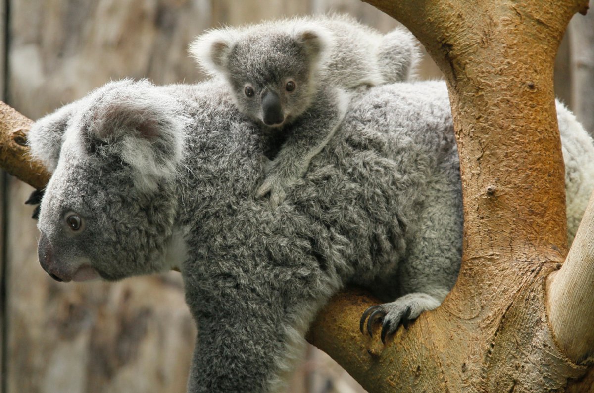 Коала цена. Коала. Животное похожее на коалу. Коала с детенышем. Мех коалы.