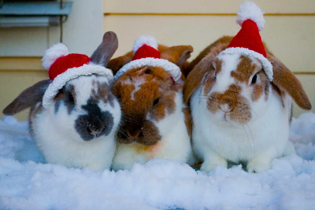 Остров кроликов Окуносима в Японии