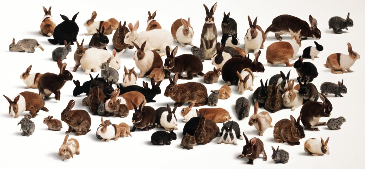 Куча кроликов