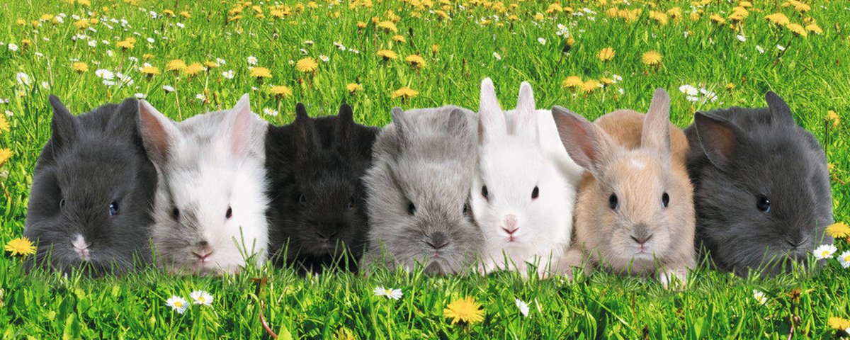 Много зайчиков