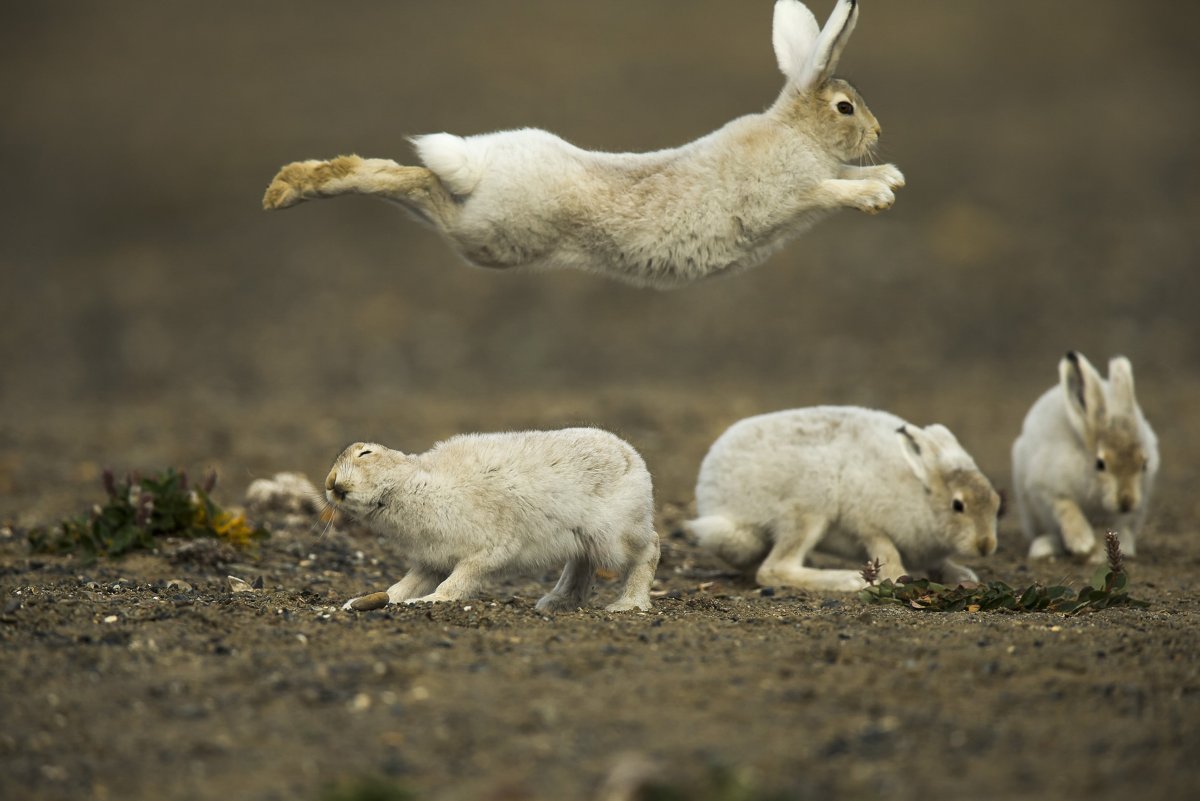 Черный кролик породы рекс
