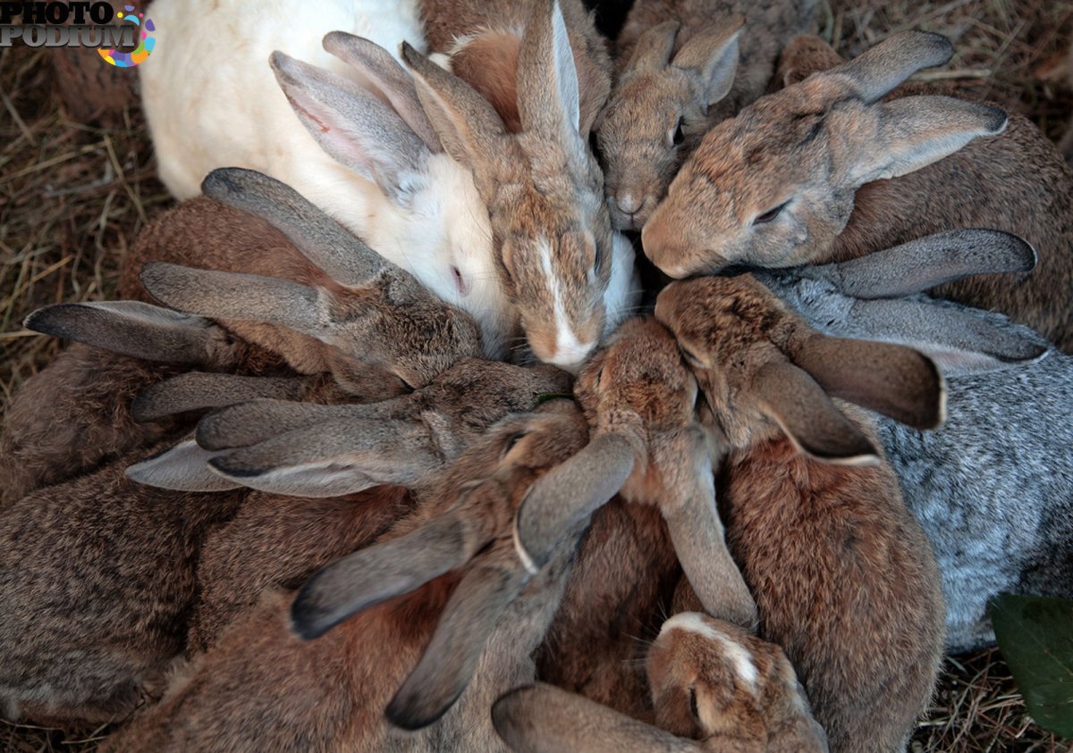 Влюбленные кролики