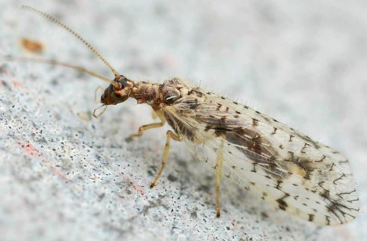 Отряд сетчатокрылые