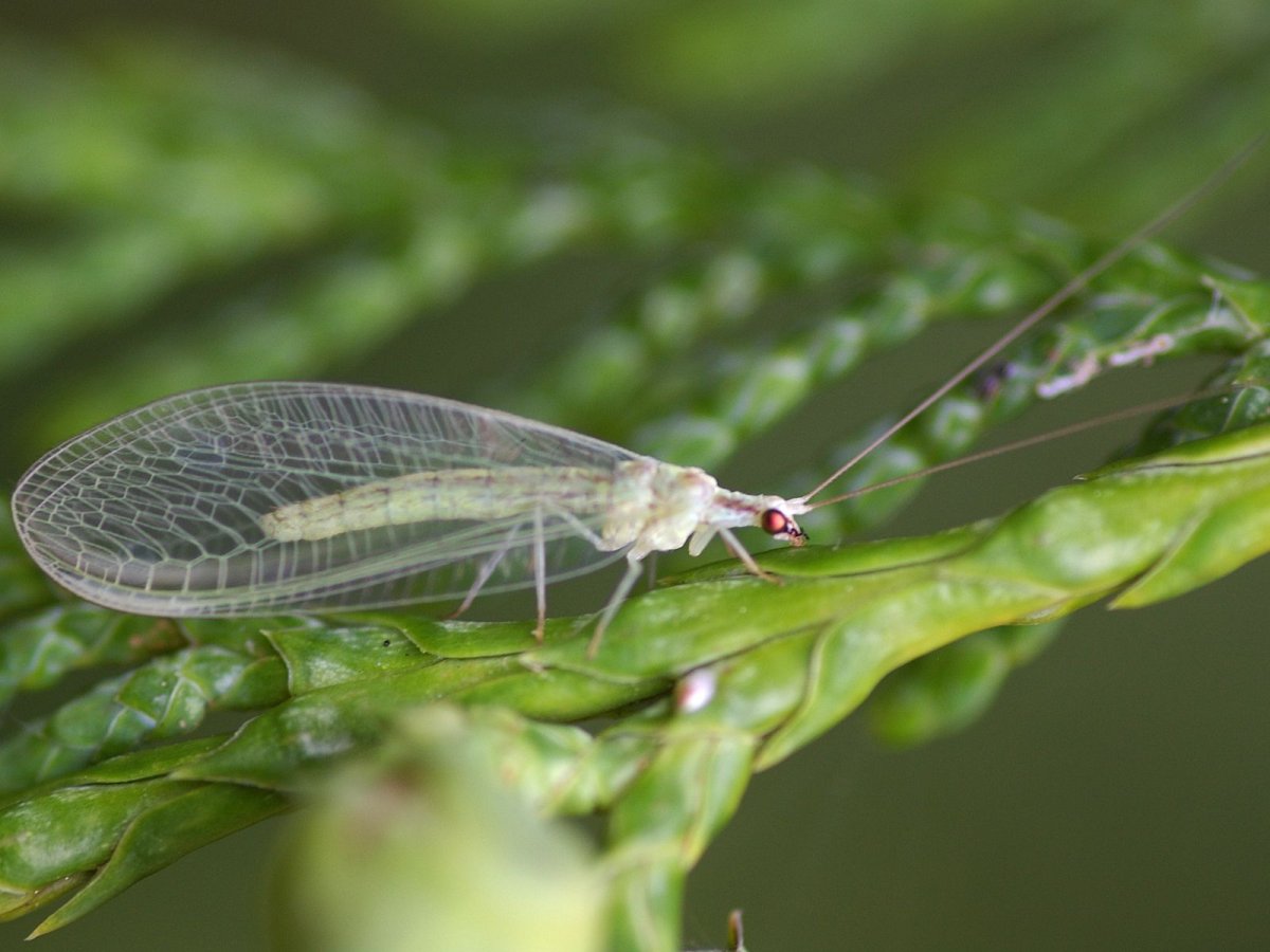 Green Lacewing насекомое