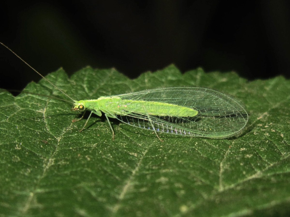 Златоглазка обыкновенная на белом фоне