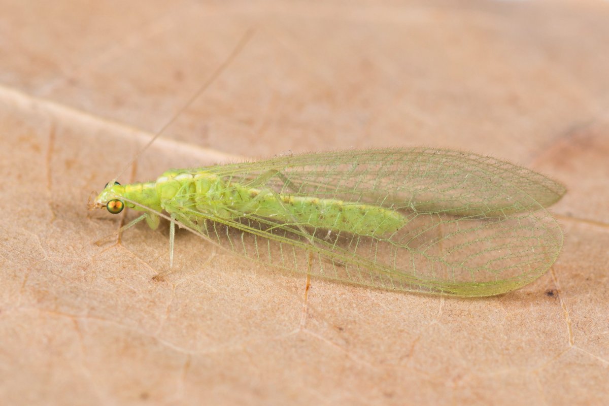 Сетчатокрылые златоглазка