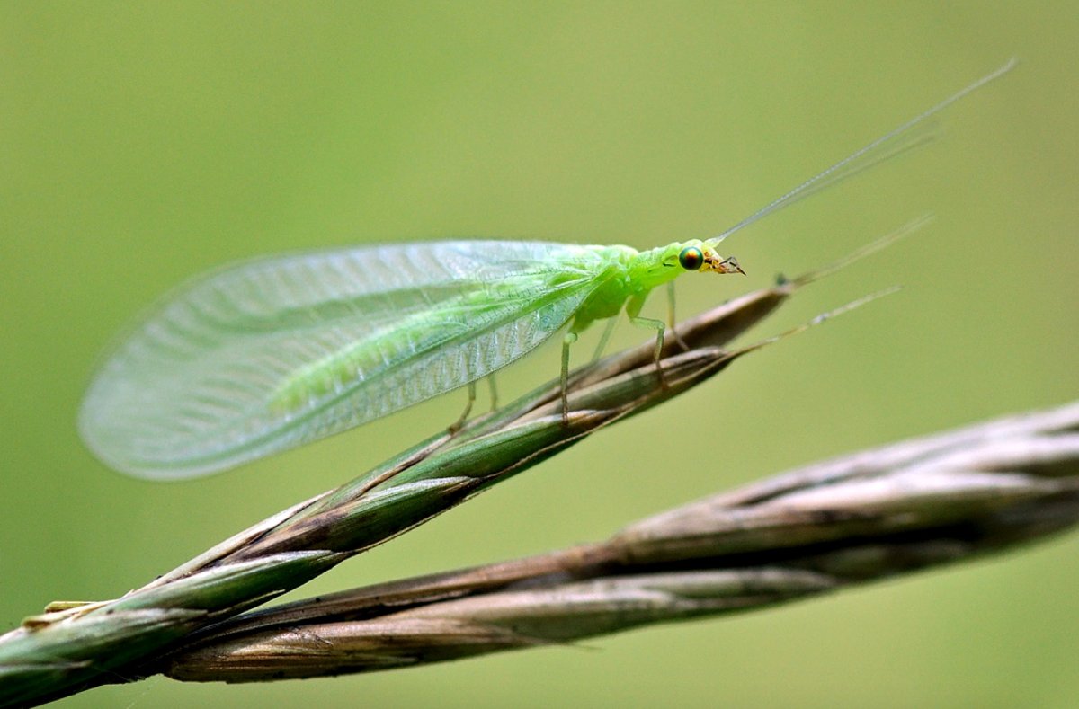 Жук златоглазка