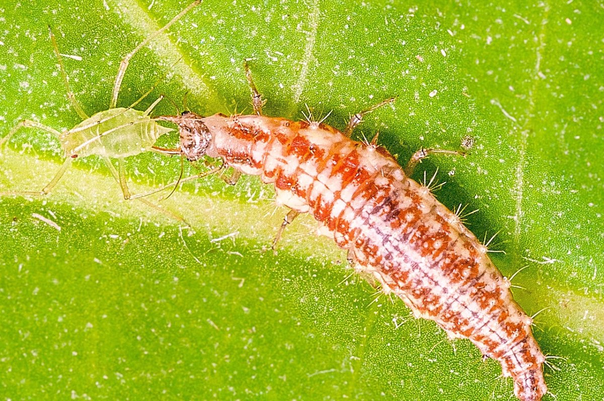 Муха златоглазка