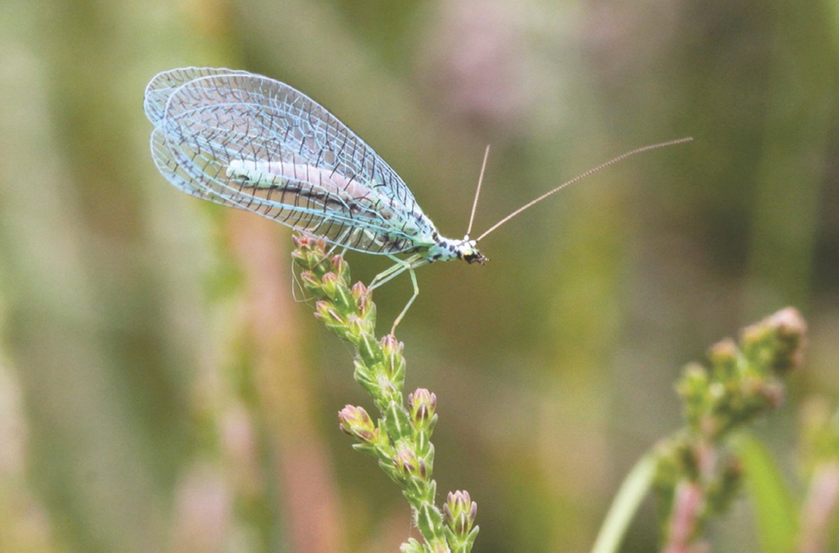 Призматическая златоглазка