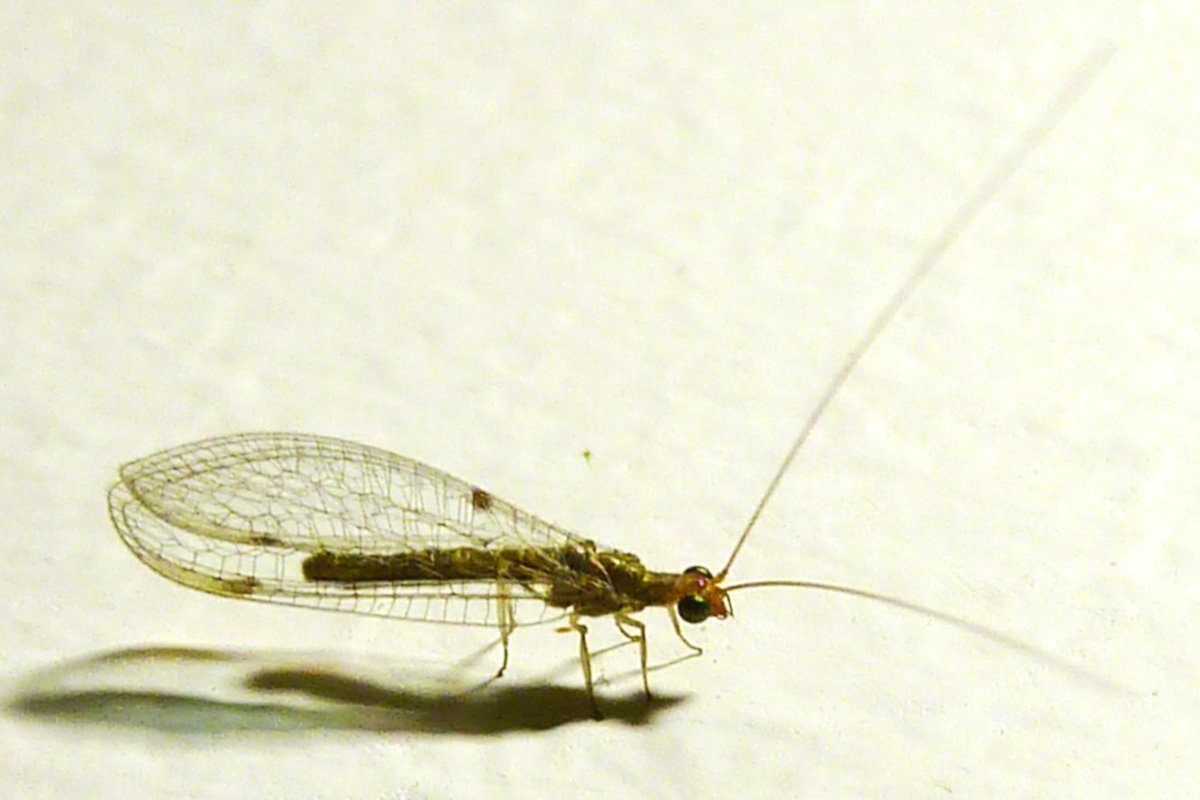 Chrysopidae (златоглазка)