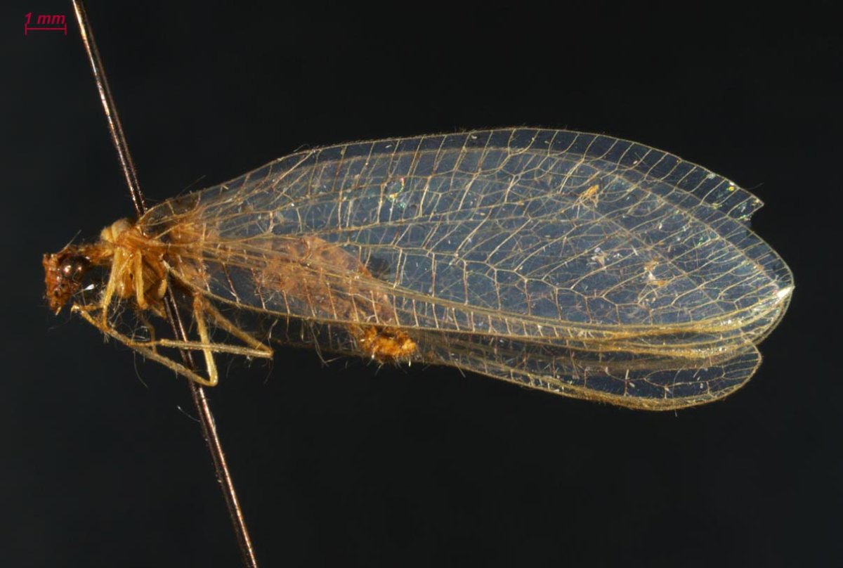 Сетчатокрылые златоглазка