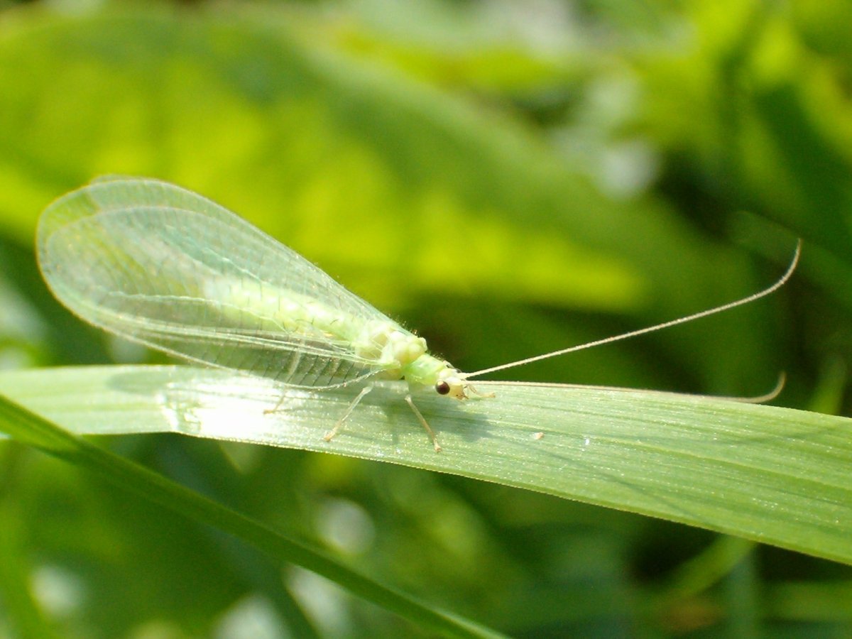 Мошка златоглазка