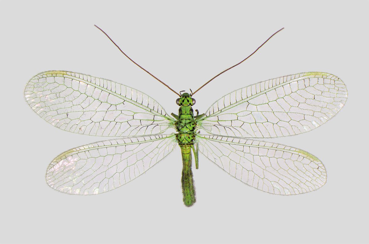 Златоглазка обыкновенная личинка