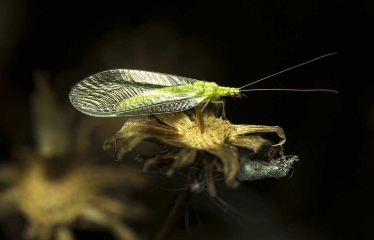 Бабочка златоглазка