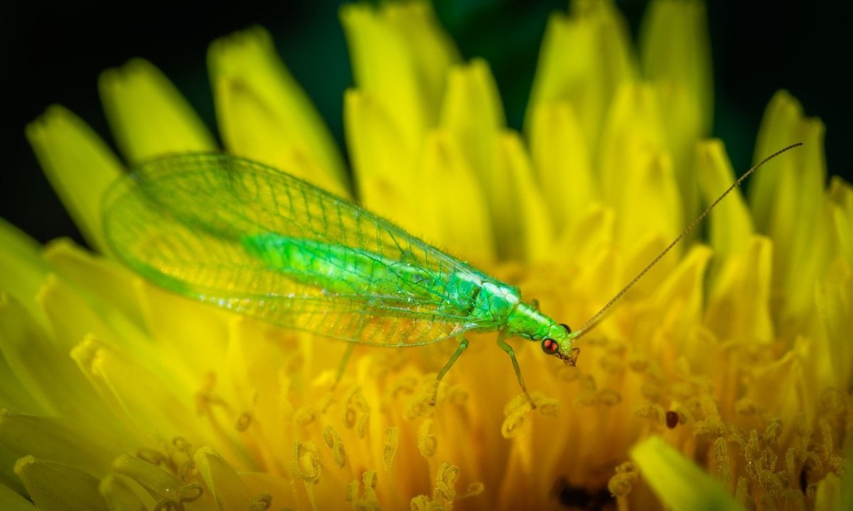 Nothochrysa fulviceps