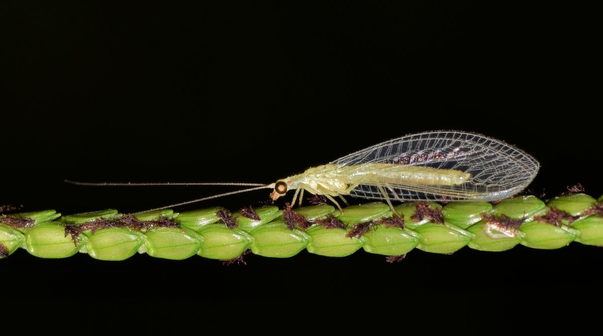 Chrysopidae усики
