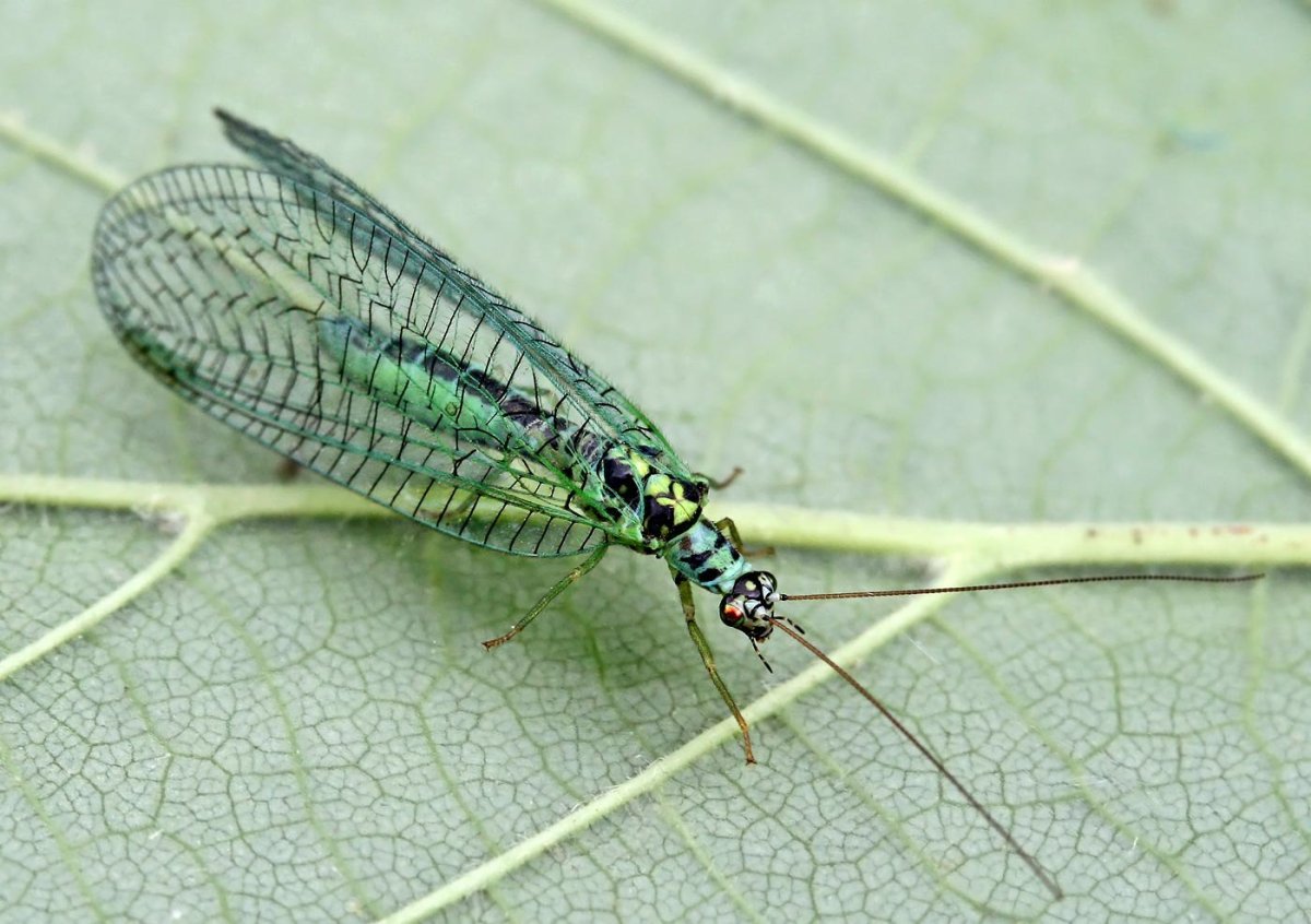 Златоглазка насекомое личинки