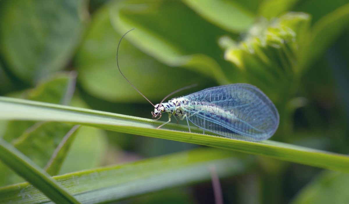 Златоглазка обыкновенная Chrysoperla carnea