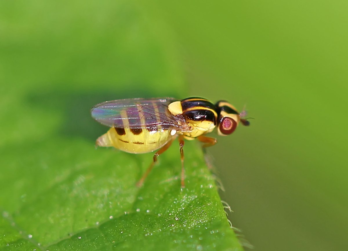 Златоглазки семейства насекомых