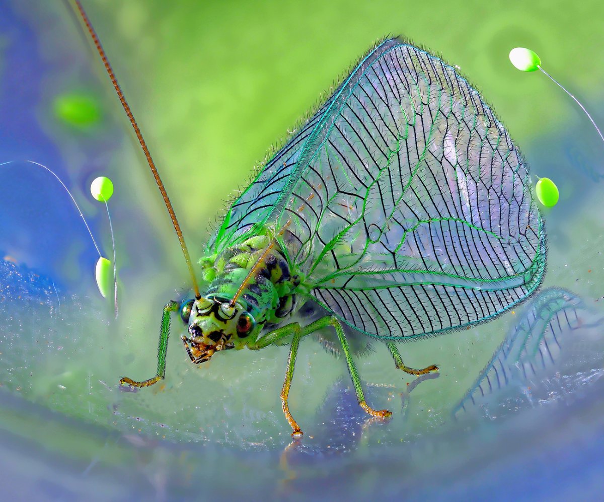 Lacewing Flies