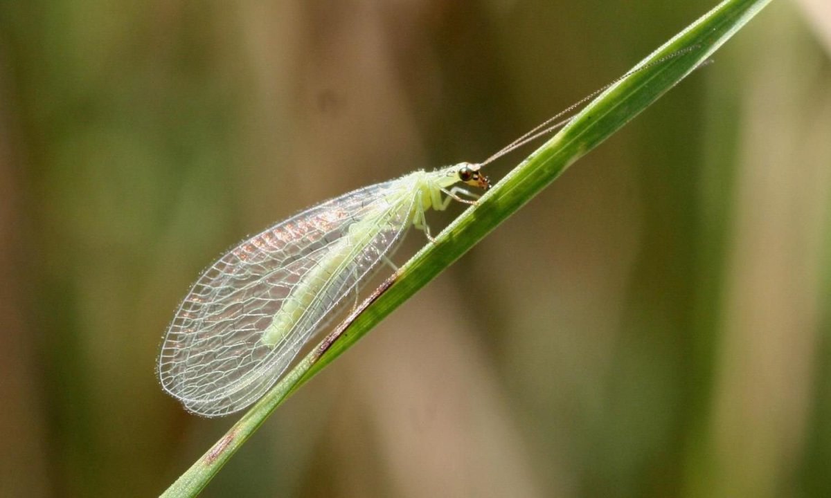 Имаго златоглазки