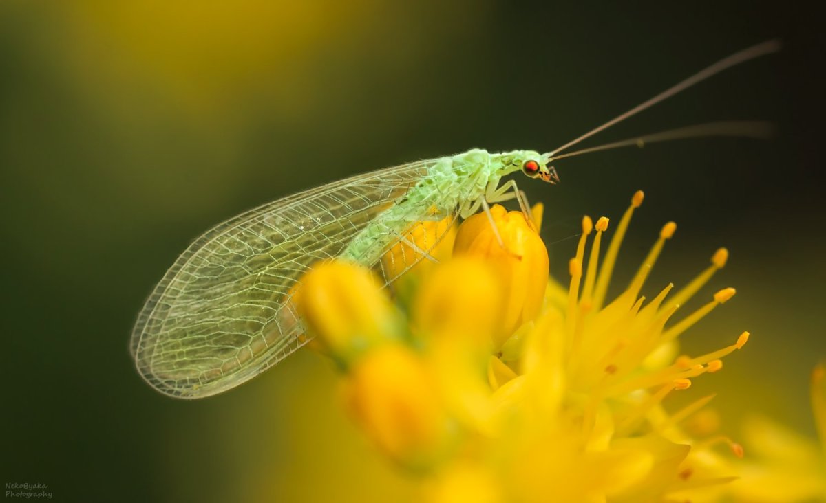 Златоглазка Жемчужная