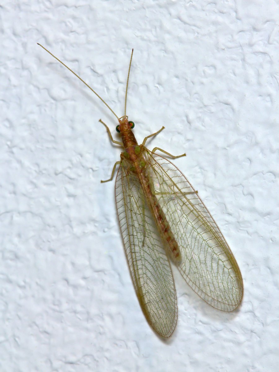 Муха златоглазка укус