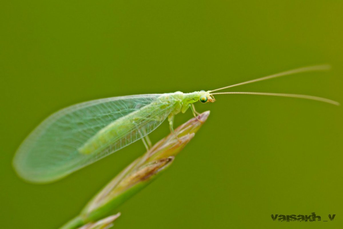 Chrysopidae (златоглазка)