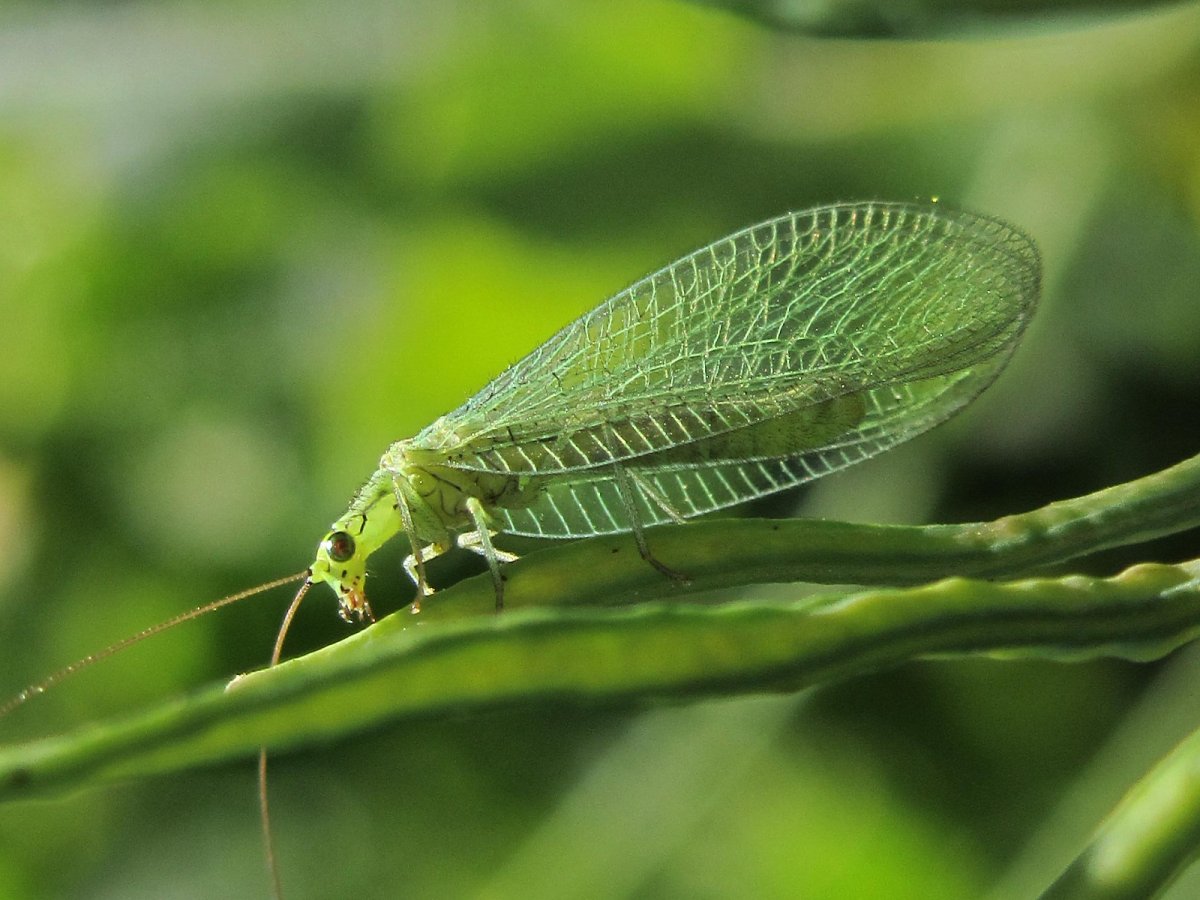 Муха златоглазка
