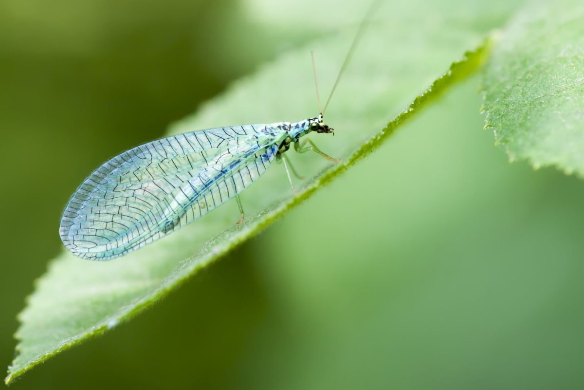 Жук златоглазка