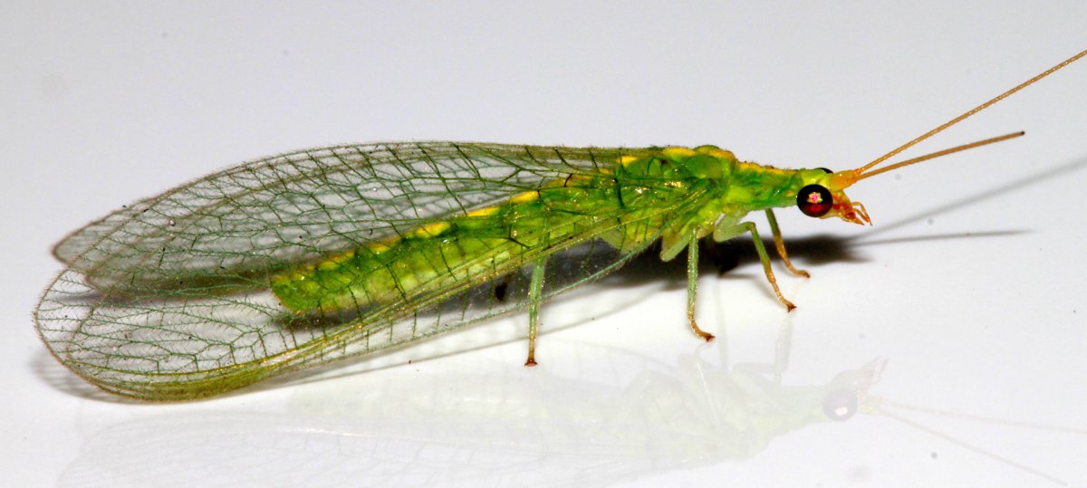 Mantispa styriaca