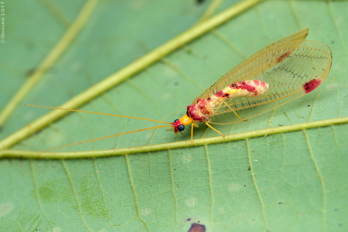 Златоглазка откладывает яйца