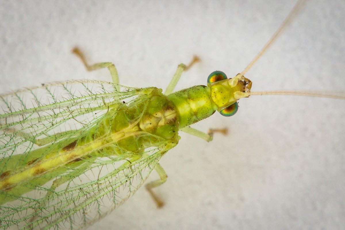 Chrysopidae (златоглазка)