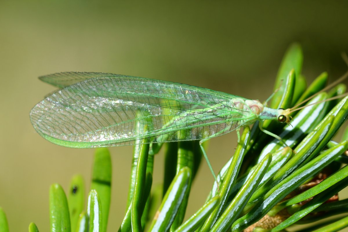 Личинка златоглазки