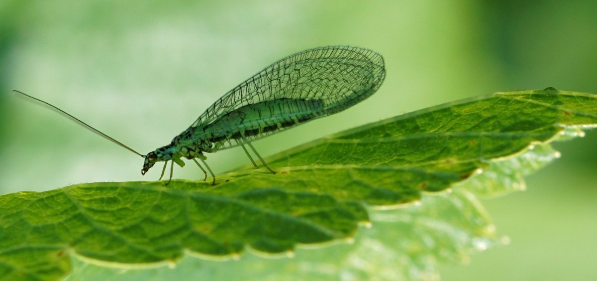 Златоглазки гемеробии