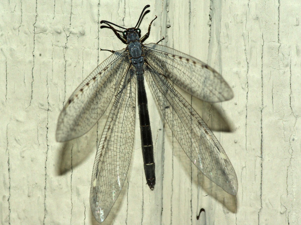 Златоглазка обыкновенная личинка