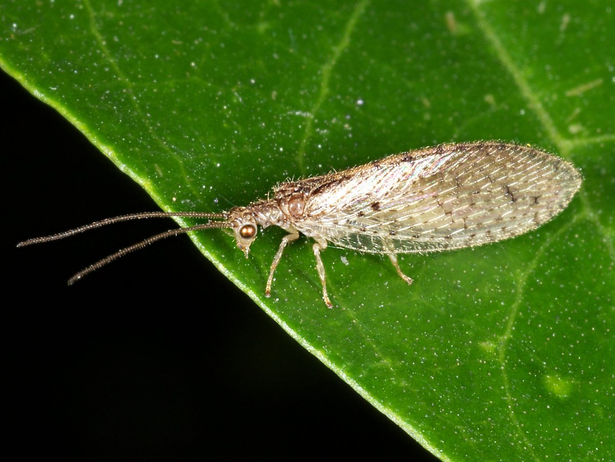 Личинка златоглазки