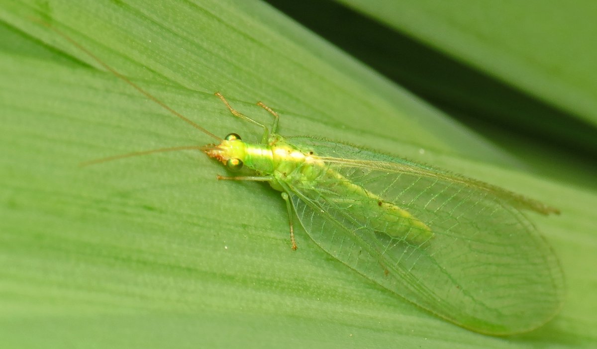 Chrysopidae (златоглазка)